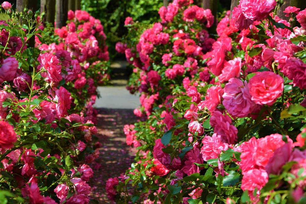 Rosarium w Parku Śląskim